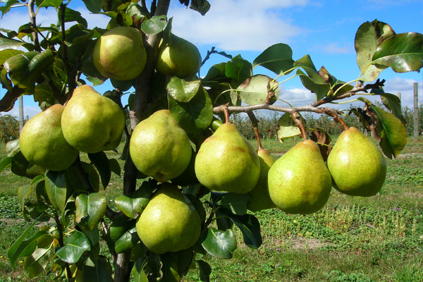 احداث باغ گلابی